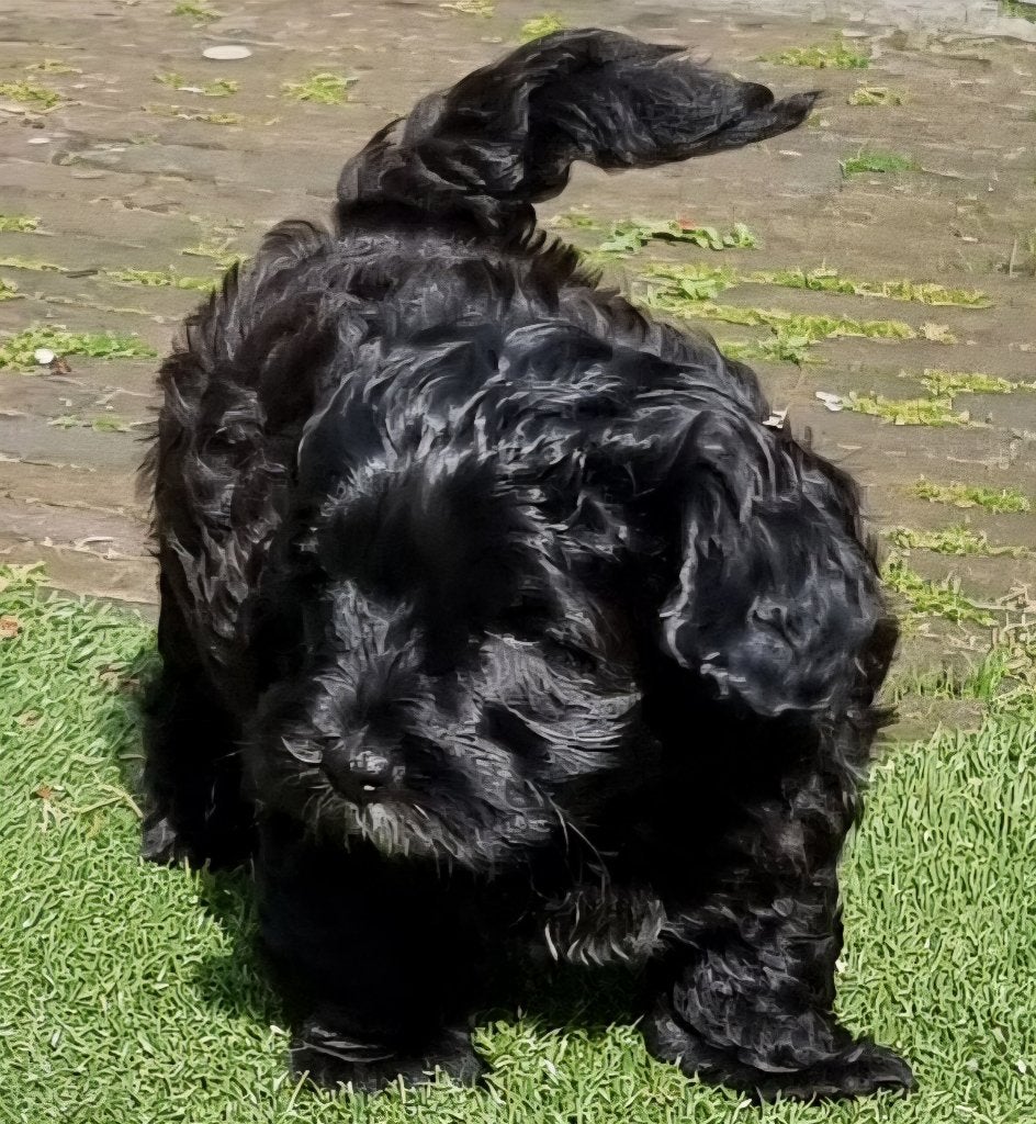 Prachtige Boomterrier pup, Reu, 8 tot 15 weken, Parvo, Eén hond