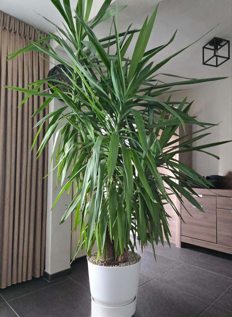 Grote Yucca – 230 cm, Ophalen, 200 cm of meer, Halfschaduw, In pot