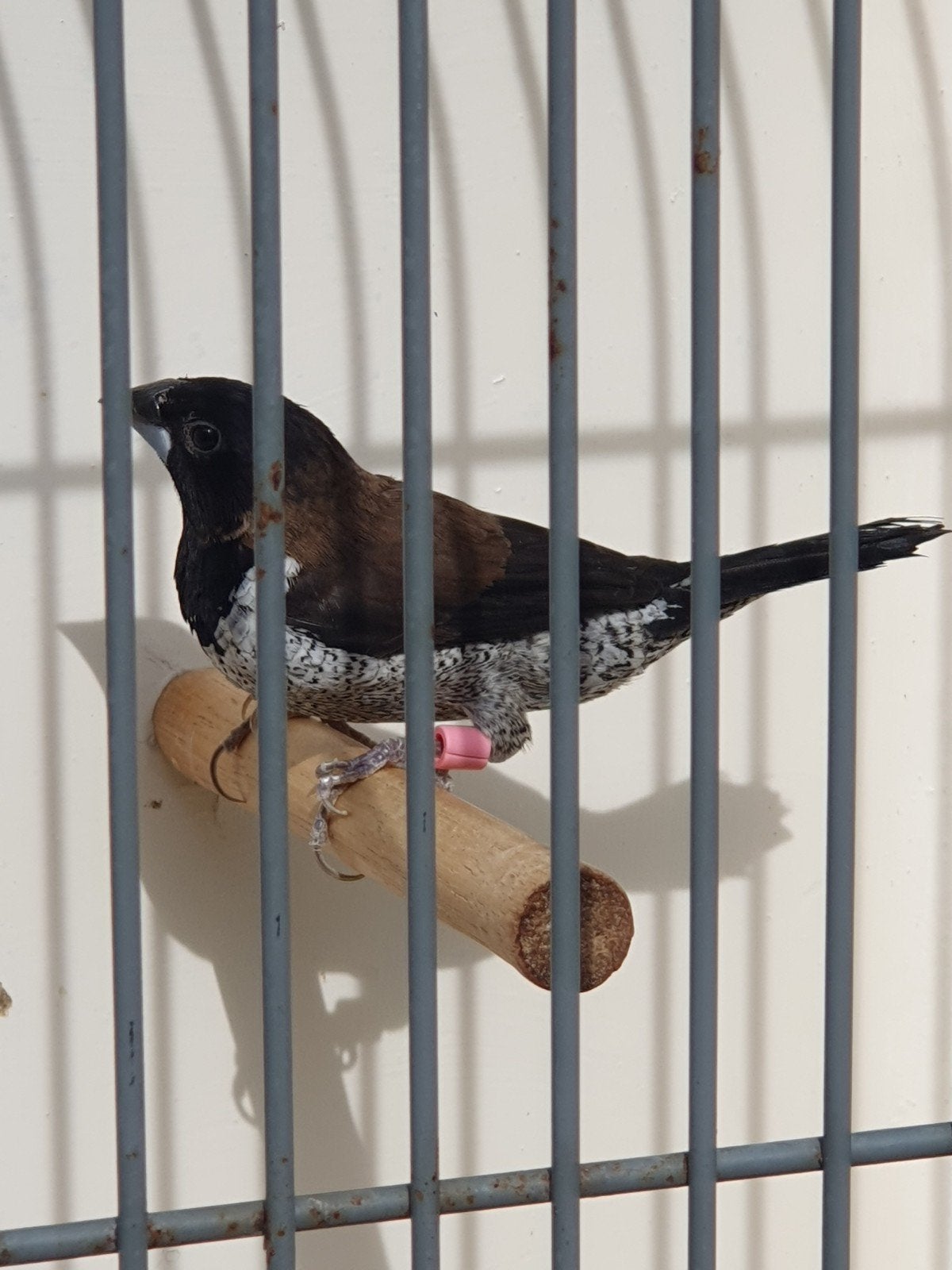 Molukken bronzeman, Vrouwelijk, Tropenvogel, Geringd