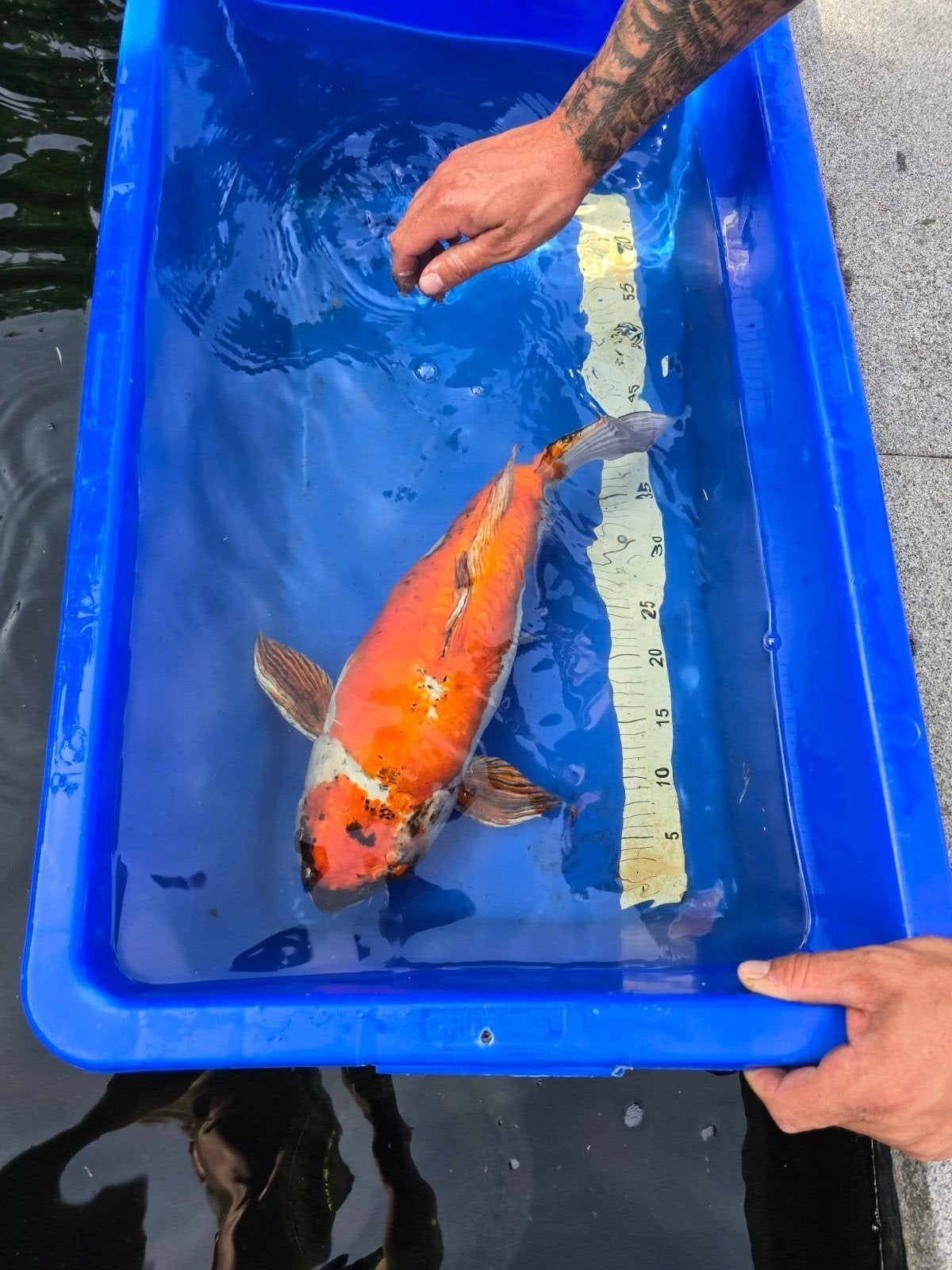Koi