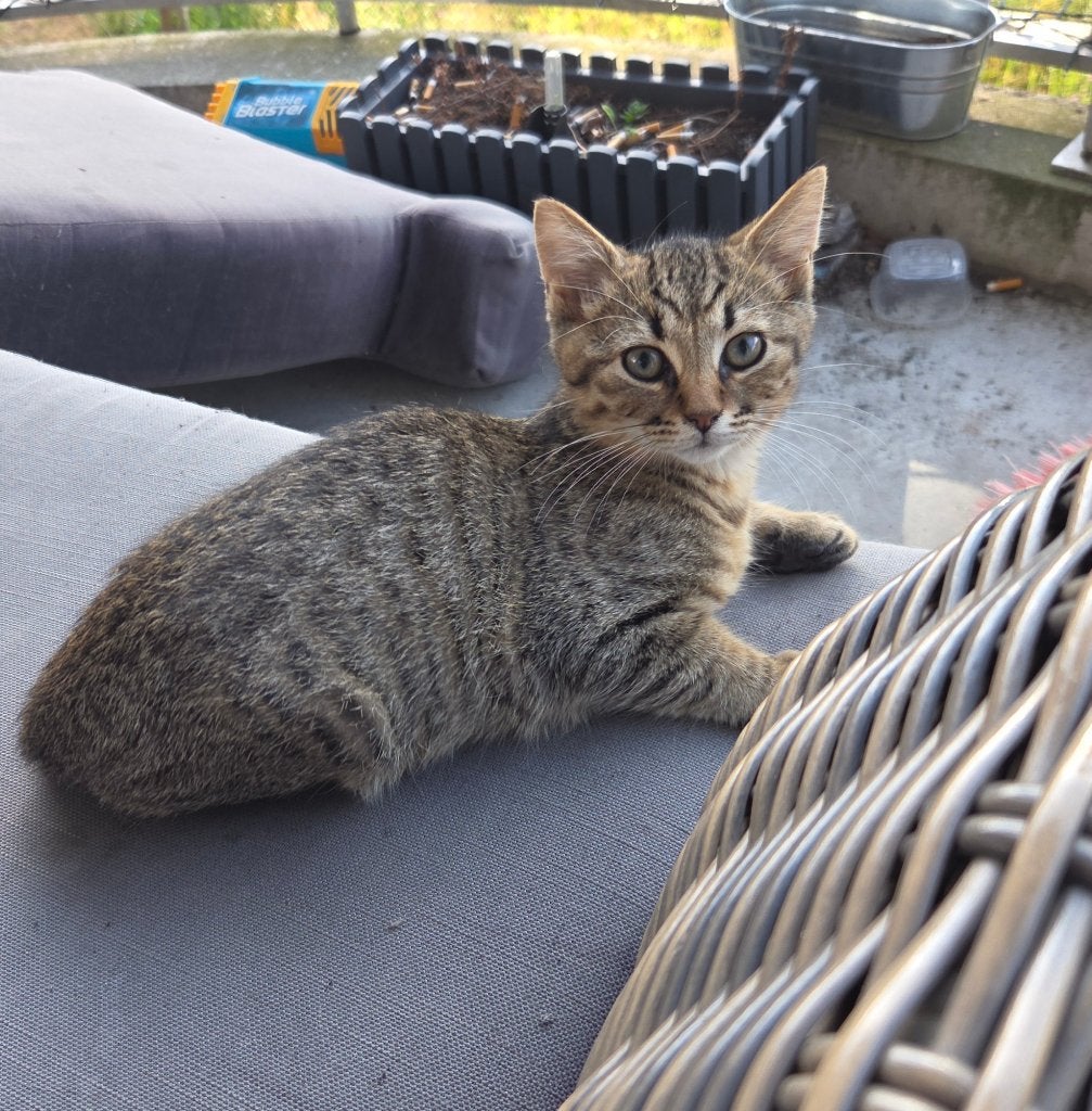Poesje, Poes, 0 tot 2 jaar