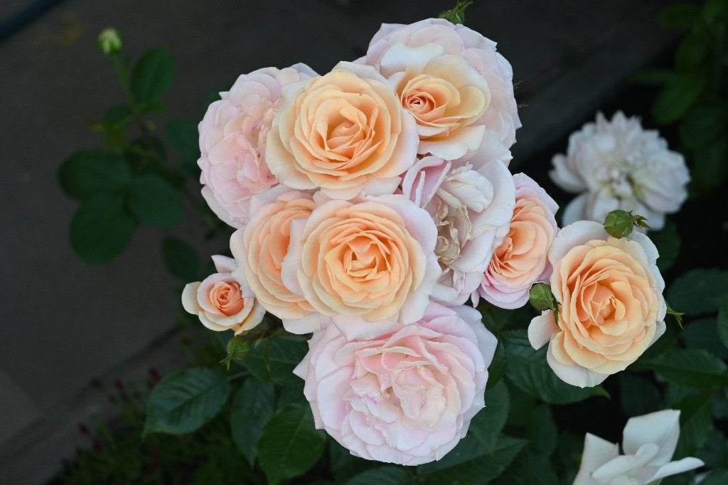 Rosa Sweet Honey van Kordes - Charmante honing Gele Roos, Tuin en Terras, Volle zon, Vaste plant, Zomer, Ophalen