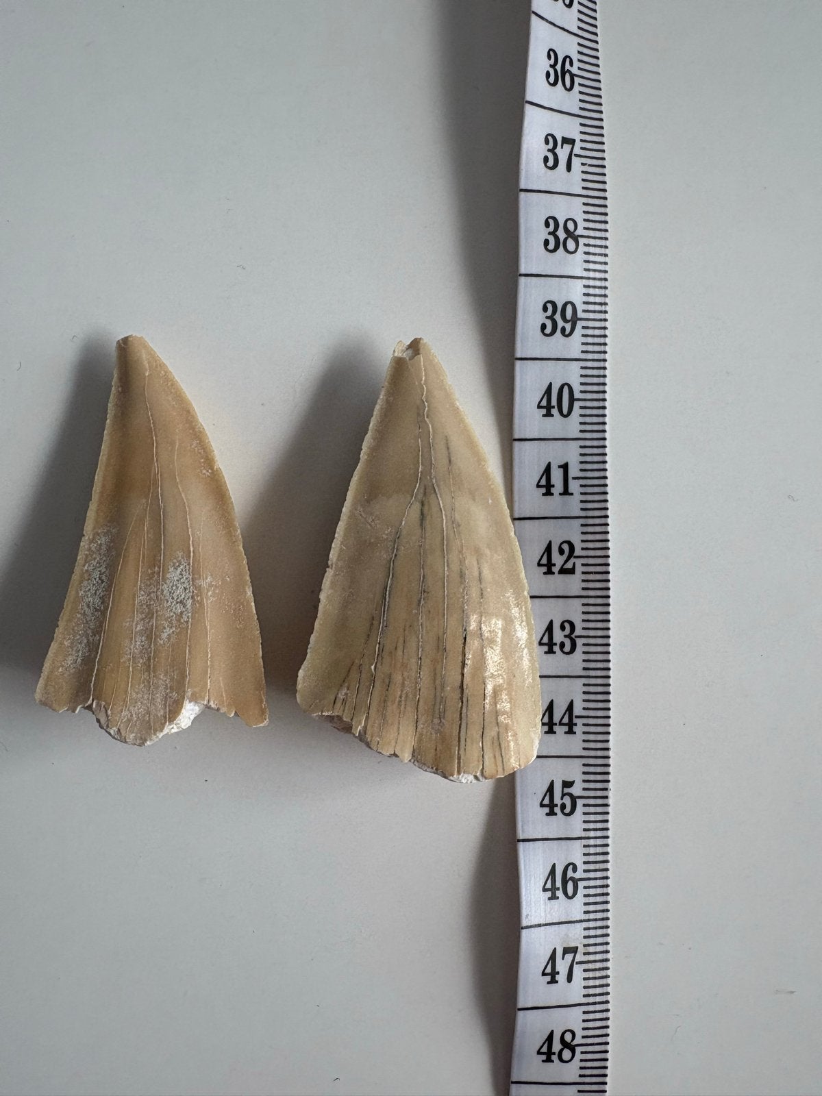 Otodus haai tanden - Fossiele tanden van prehistorische haai, Ophalen of Verzenden, Fossiel