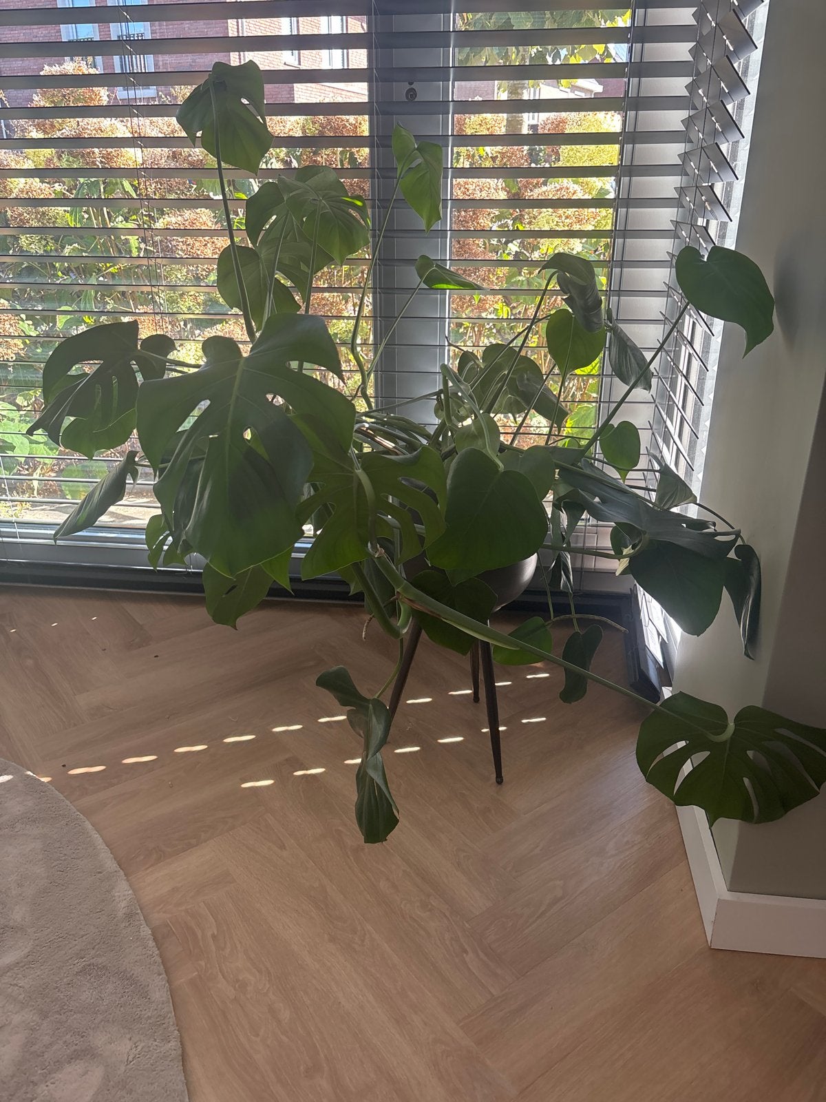Grote Monstera Deliciosa - Kamerplant, 100 tot 150 cm, Overige soorten, In pot, Groene kamerplant