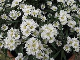 Vaste plant : Witte herfstasters  2 euro, Volle zon, Vaste plant, Zomer, Ophalen