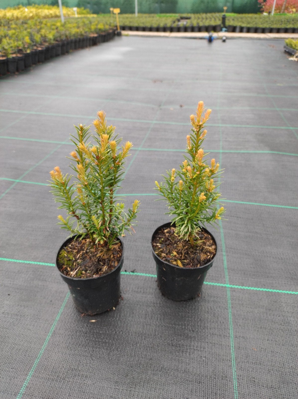 soorten taxus. haagplanten. taxus baccata/media. P9 planten, Overige soorten, Volle zon, Vaste plant, Ophalen of Verzenden