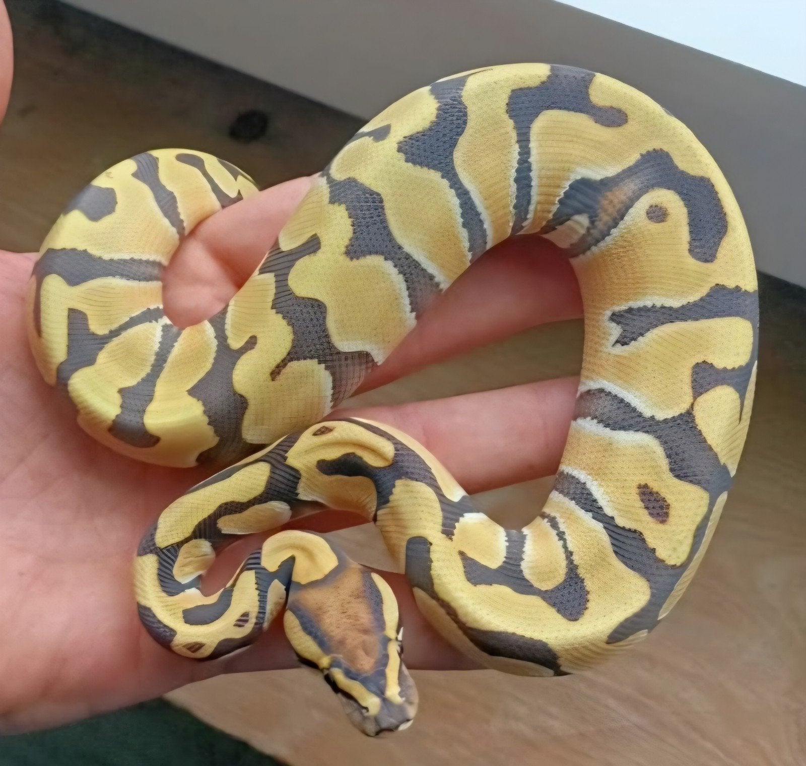 Enchi Desert Ghost Het clown Ball Python - female for sale from SC