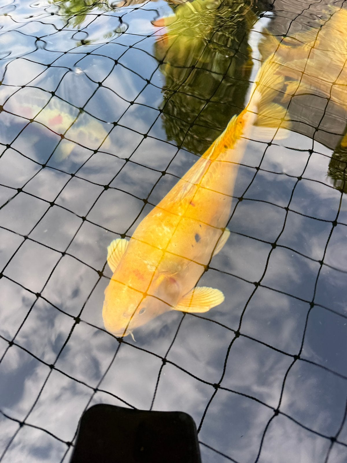 Mooie koi 60/65cm, Dieren en Toebehoren, Vissen | Vijvervissen, Karper of Koi