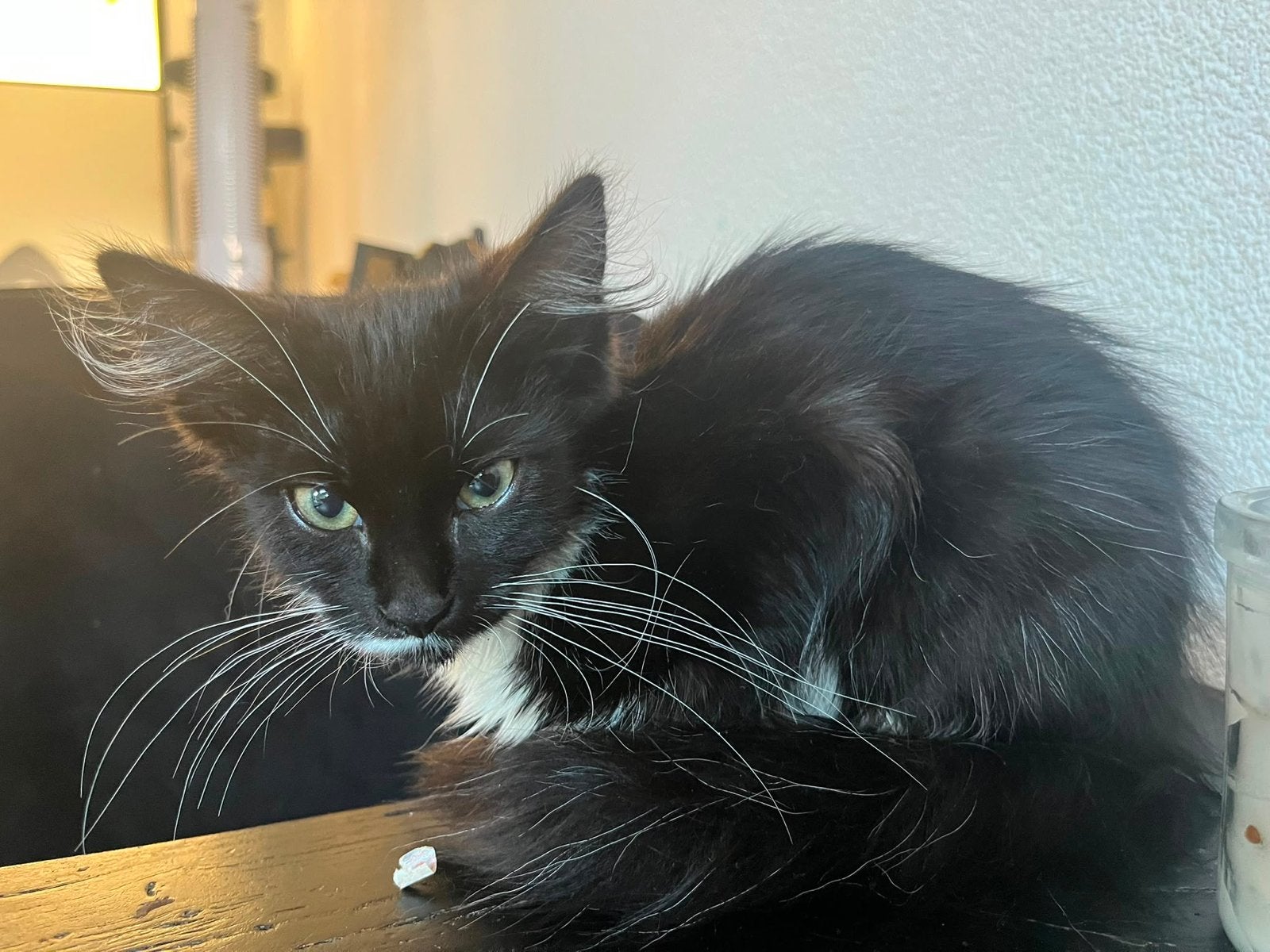 Maincoon kitten, Poes