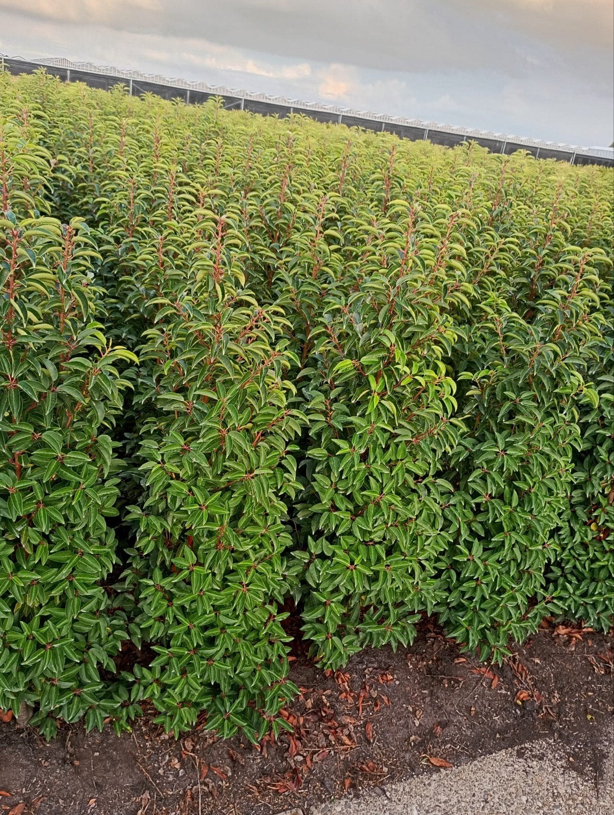 Portugese Laurier (Prunus Lusitanica) diverse maten, Vaste plant, Halfschaduw, Lente, Ophalen
