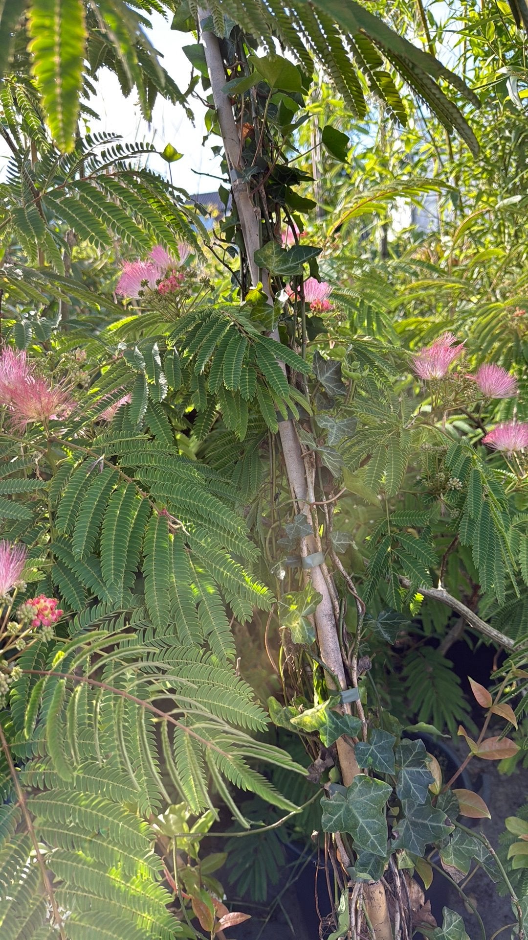 Albizia of slaap bboom struik meer stammig bol in knop 49,95, Volle zon, Vaste plant, Zomer, Ophalen