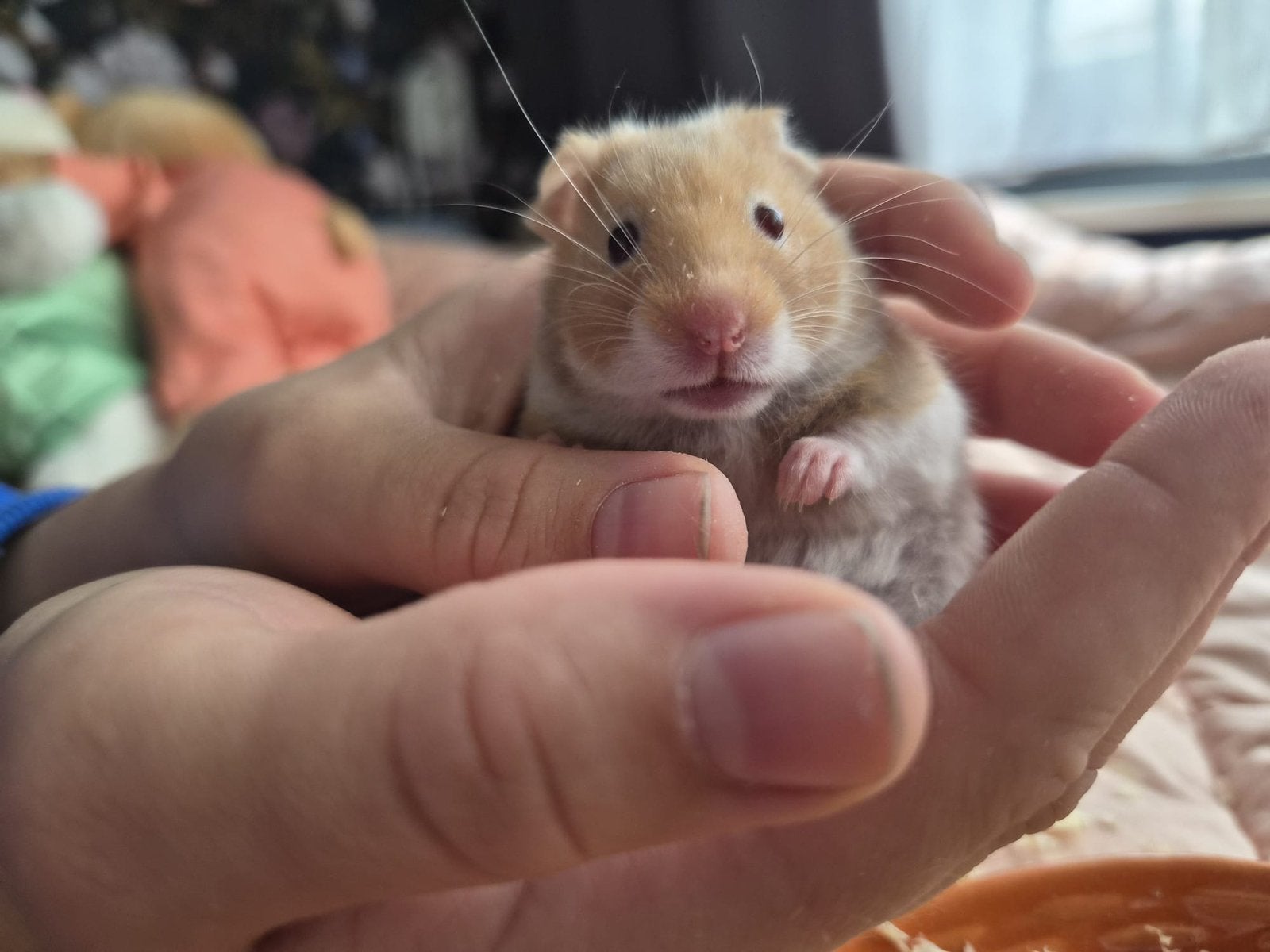 Goudhamsters, Dieren en Toebehoren, Hamster, April, Vrouwelijk, Tam
