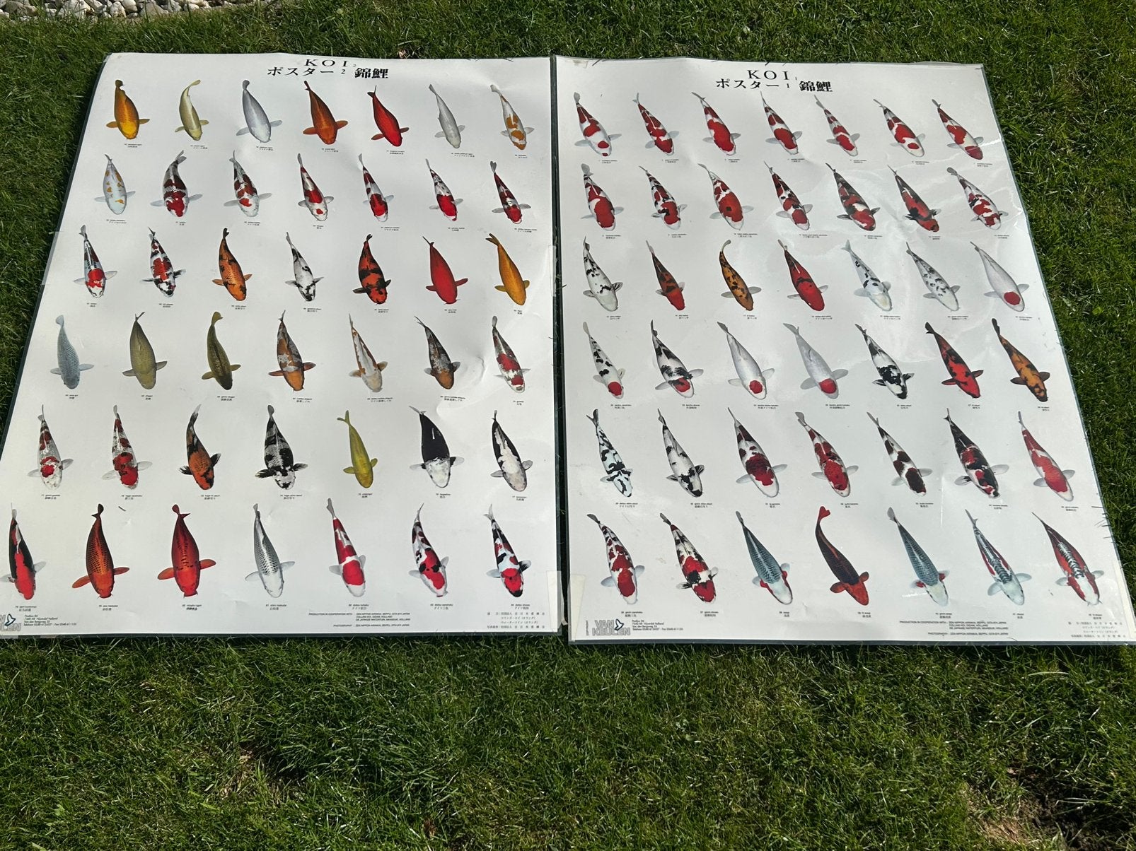 Koikarpers gelamineerd in poster formaat nr. 1 en nr. 2, Karper of Koi