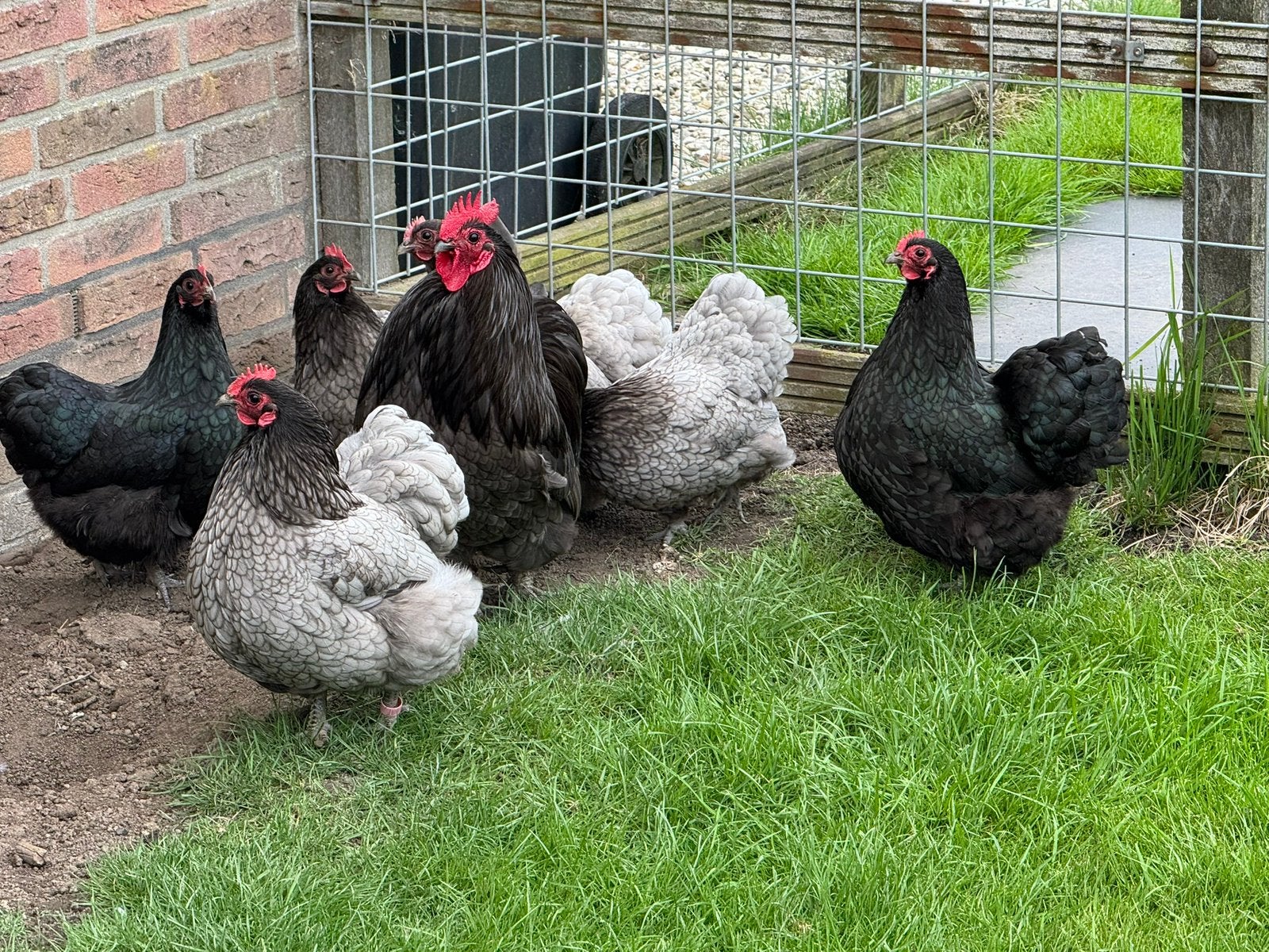 Broedeieren🐣Orpington kriel, Dieren en Toebehoren, Pluimvee, Geslacht onbekend, Kip
