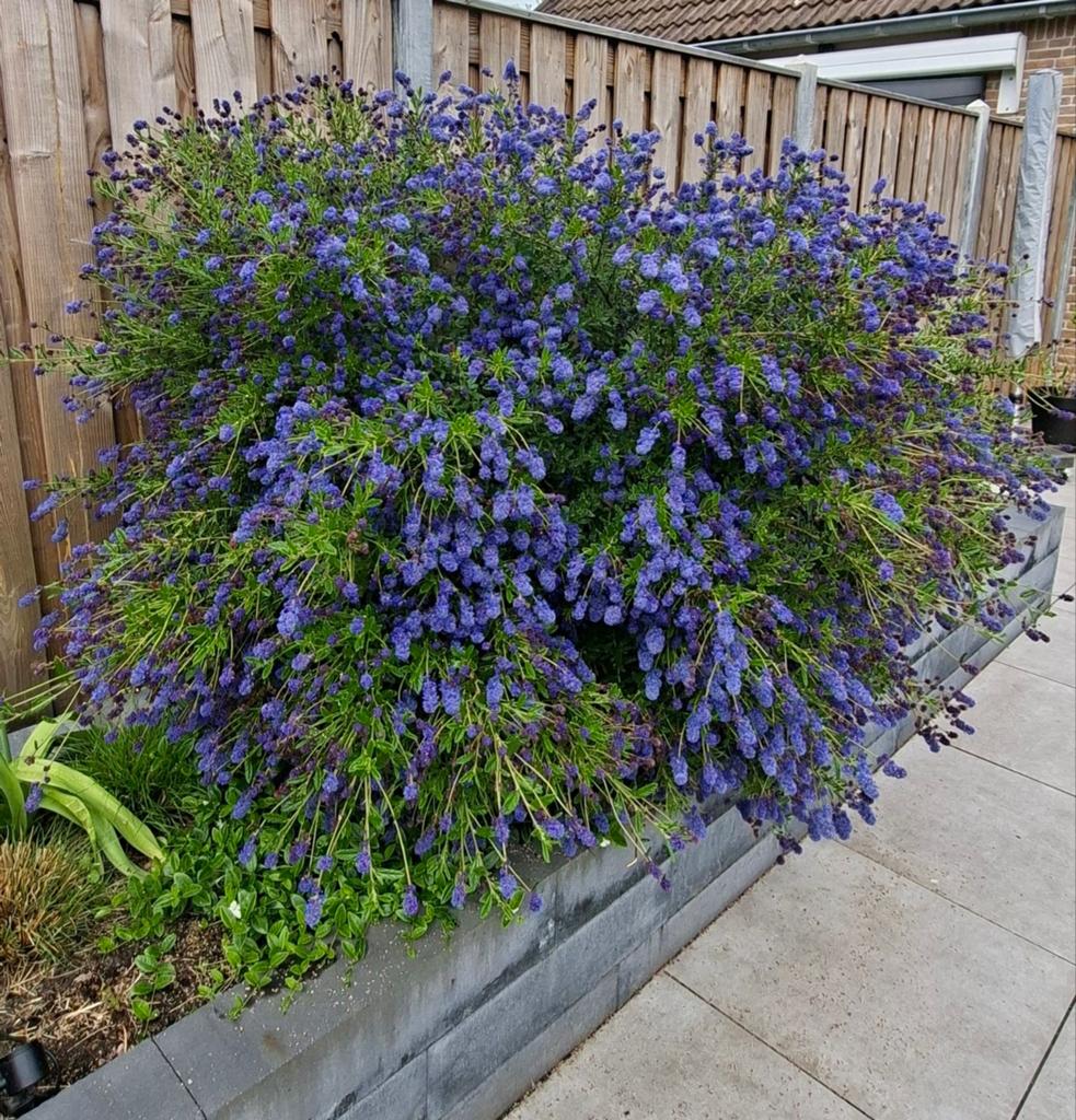 Amerikaanse sering (Ceanothus 'Concha' ), Ophalen, Overige soorten, Volle zon