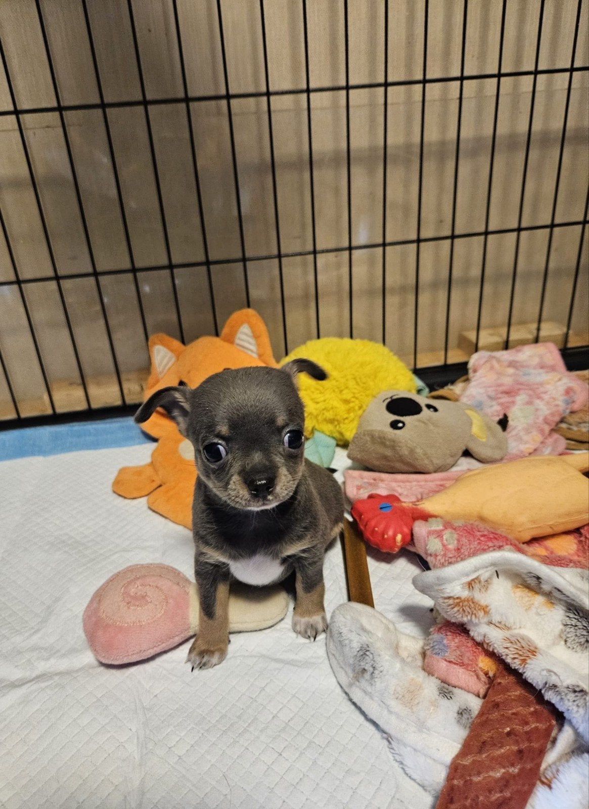prachtige chihuahua pups puppys bijzondere mooie kleur, 8 tot 15 weken, Parvo, Meerdere, Meerdere dieren