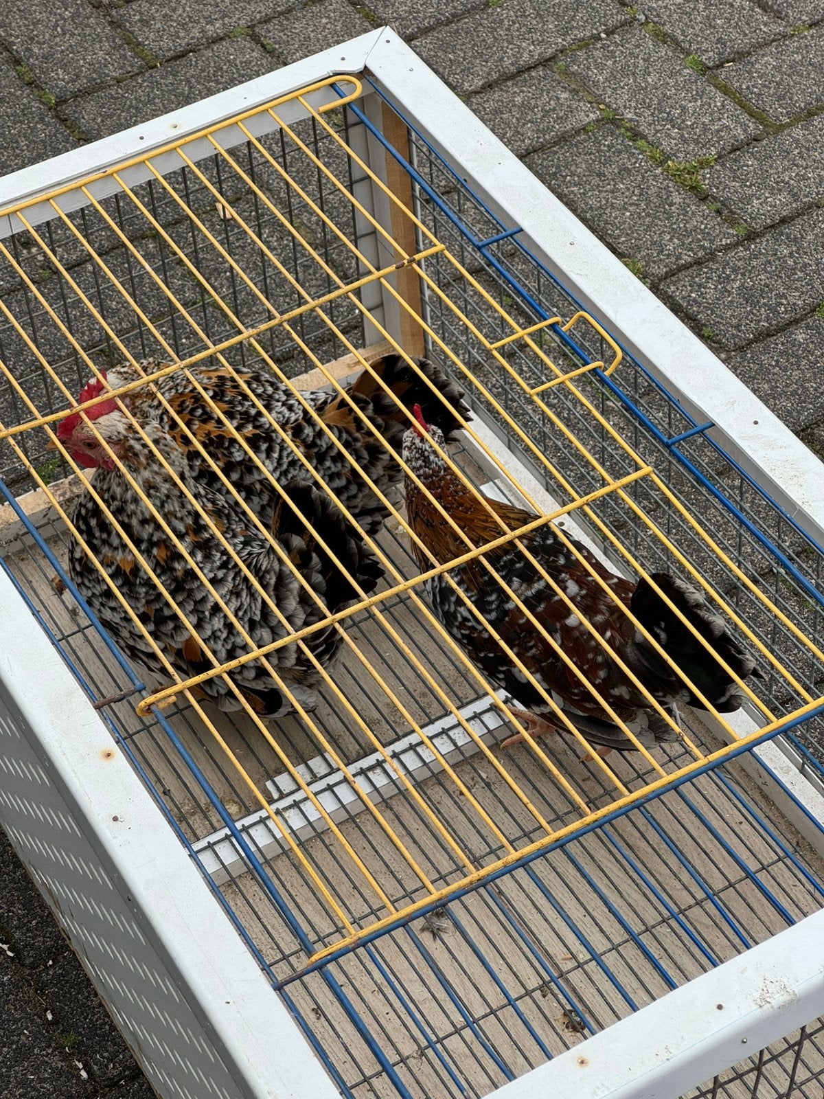 Hollandse Krielen Citroen Porselein – Trio, Meerdere dieren, Kip