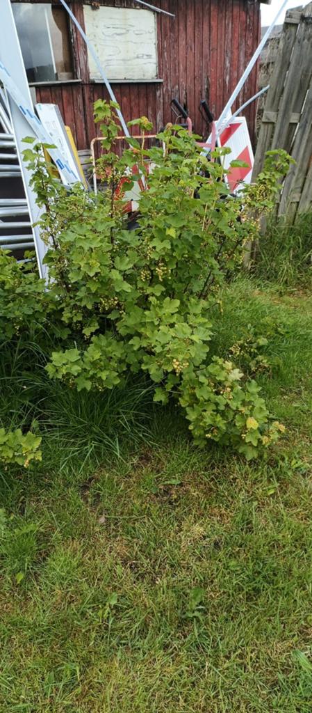 Rode bessenstruik - Vers fruit uit eigen tuin, Vaste plant, Ophalen of Verzenden, Halfschaduw, Fruitplanten