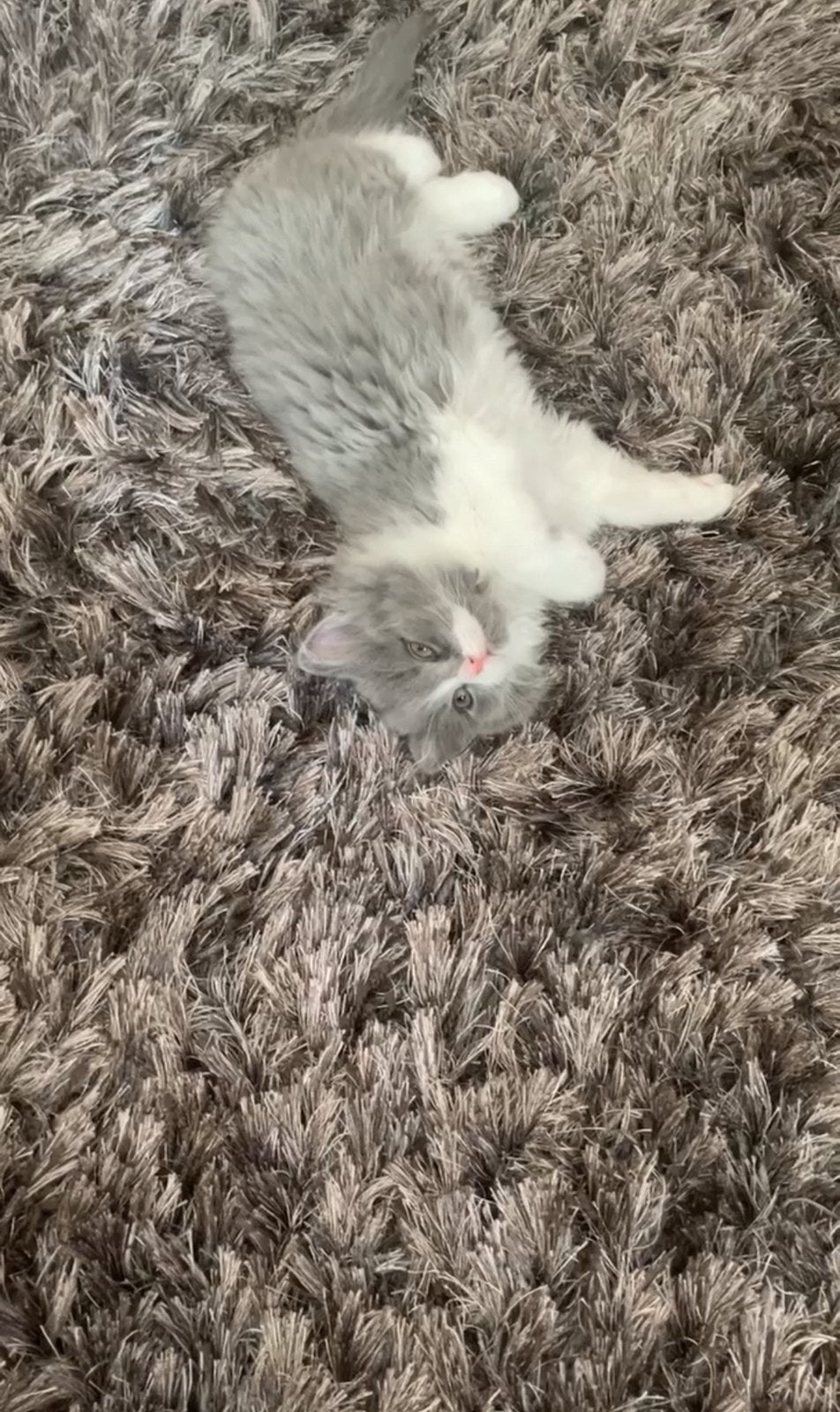 Laatste Ragdoll x Briste korthaar katertje beschikbaar, Dieren en Toebehoren, Katten en Kittens | Raskatten | Langhaar, Kater