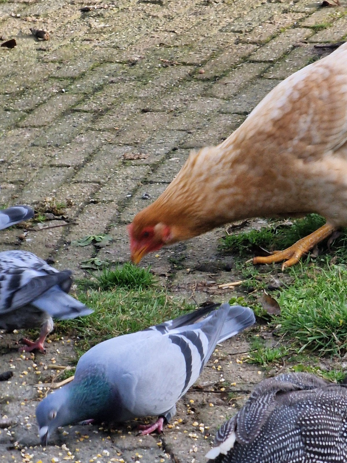 Postduiven, Dieren en Toebehoren, Meerdere dieren, Eend