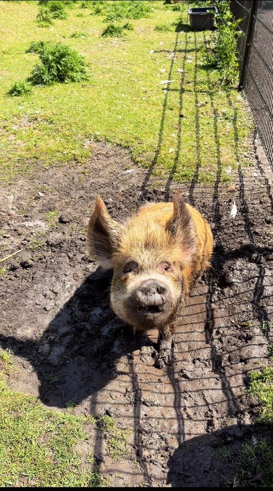 kune kune varkens, Vrouwelijk, Geit