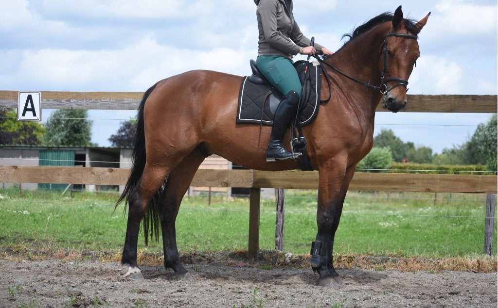 100 % correcte,  röntgen ok , mooie, lieve BWP ruin, Dieren en Toebehoren, Springpaard, Met stamboom, Ruin, L