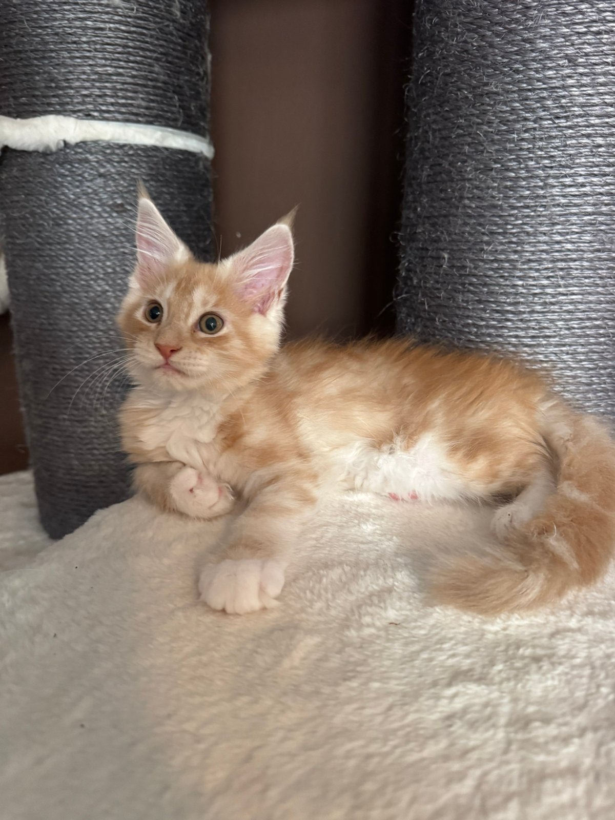 Prachtige Maine Coon kitten te koop, mag direct verhuizen, Dieren en Toebehoren, Katten en Kittens | Raskatten | Langhaar, Meerdere dieren