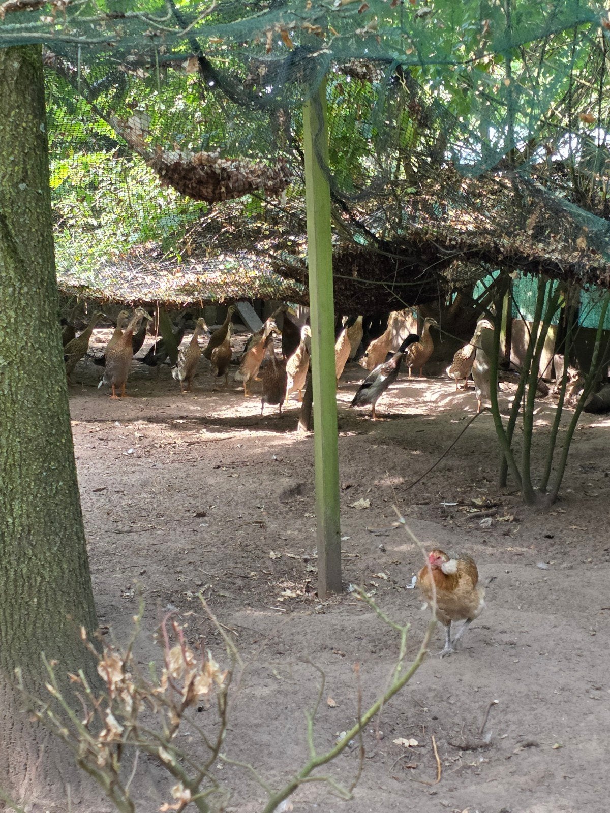 Indische loopeenden, Dieren en Toebehoren, Pluimvee, Meerdere dieren, Eend