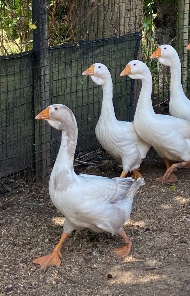 Jonge Cholmogory ganzen, Dieren en Toebehoren, Pluimvee, Meerdere dieren, Gans of Zwaan