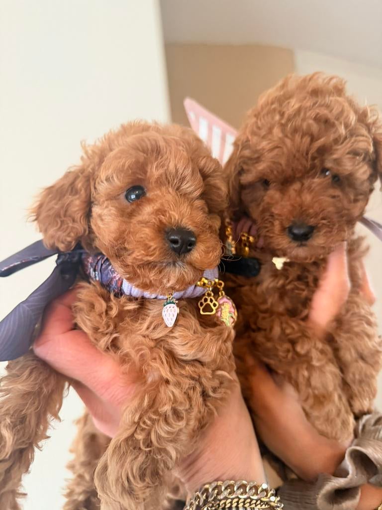 Prachtig mini toypoedel teefje ✨, Poedel, Parvo, 8 tot 15 weken, Teef