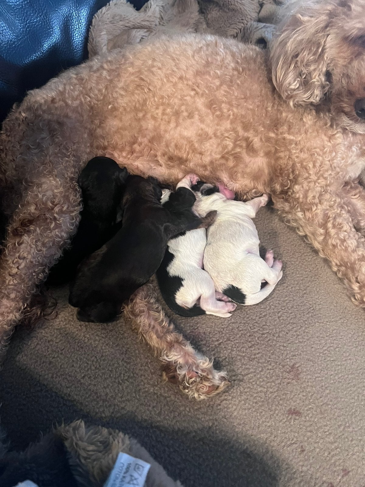 Cockapoo pups in huiselijk kring, 8 tot 15 weken, Parvo, Meerdere dieren, Eén hond