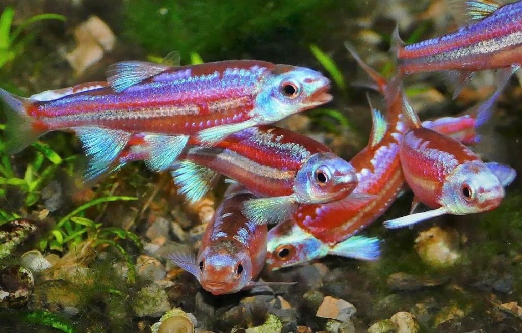 Koudwater en vijvervis! Regenboog elrits! Notropis. Goudvis, Overige soorten