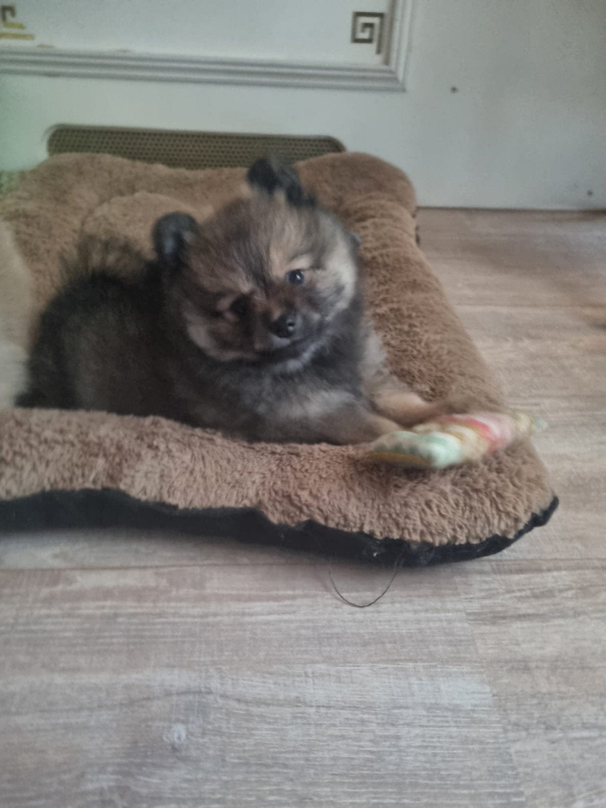 pomeriaan teefje, Overige rassen, 8 tot 15 weken, Teef, Eén hond