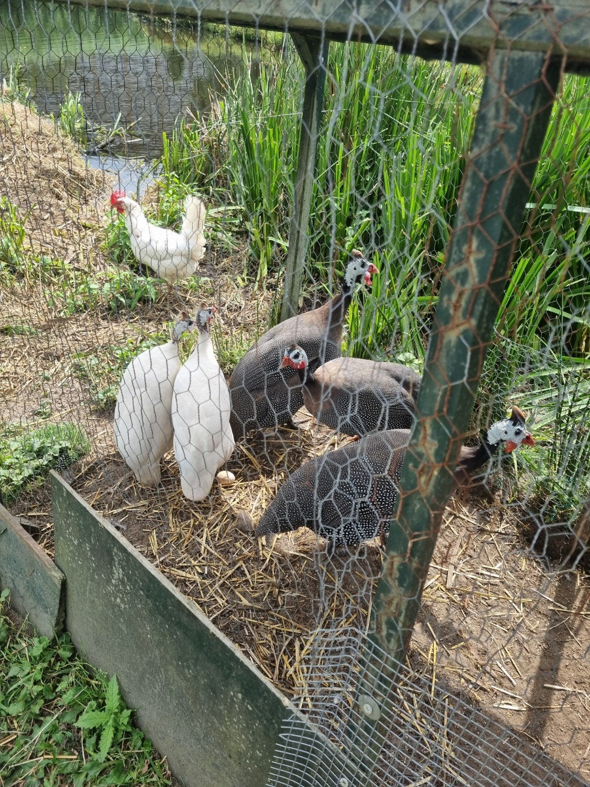 Te koop 5 kweek parelhoenders zeer mooi, Dieren en Toebehoren, Pluimvee, Meerdere dieren, Overige soorten