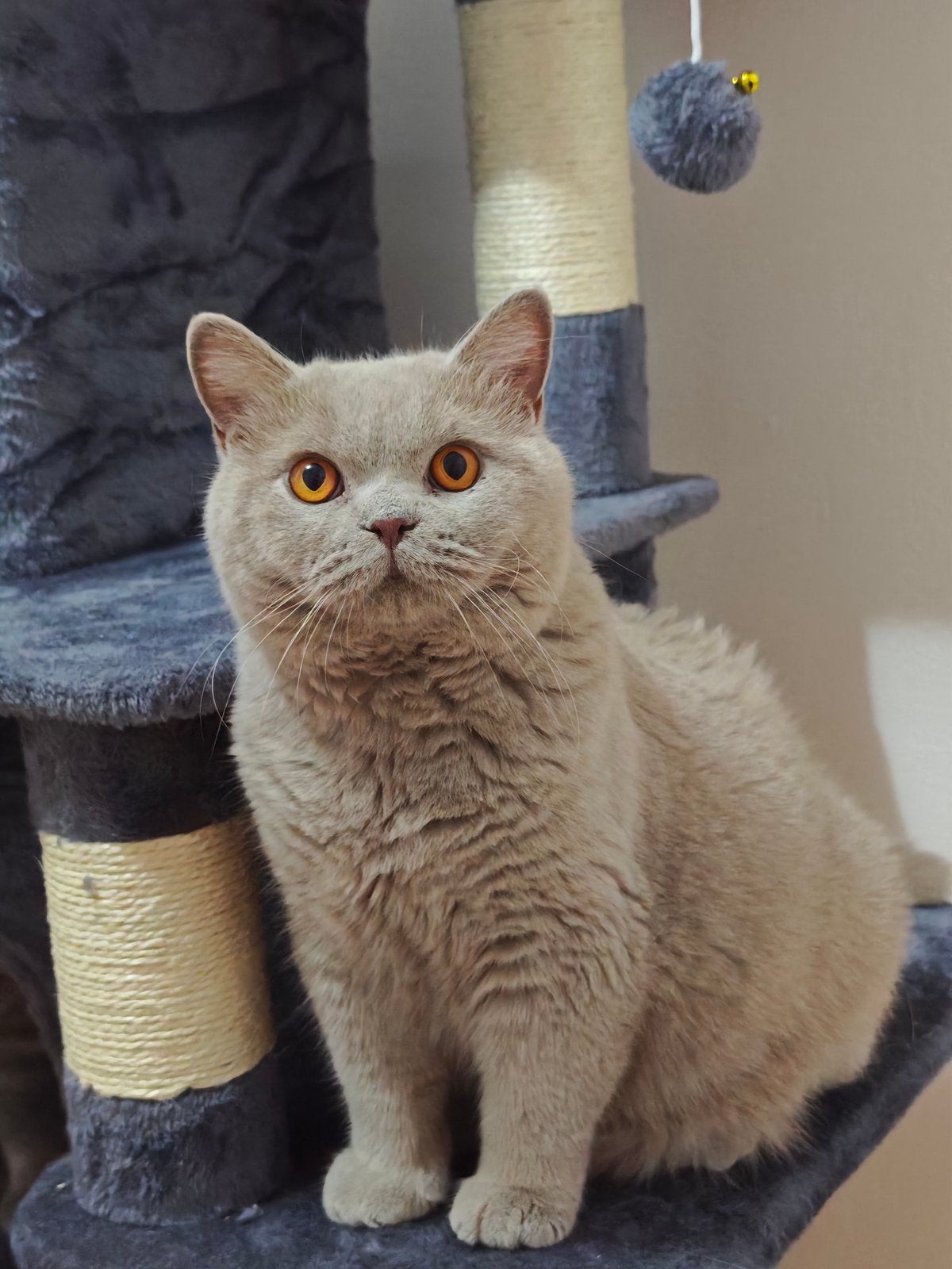 Brits Britse korthaar kater, Dieren en Toebehoren, Katten en Kittens | Raskatten | Korthaar, Kater, Gechipt