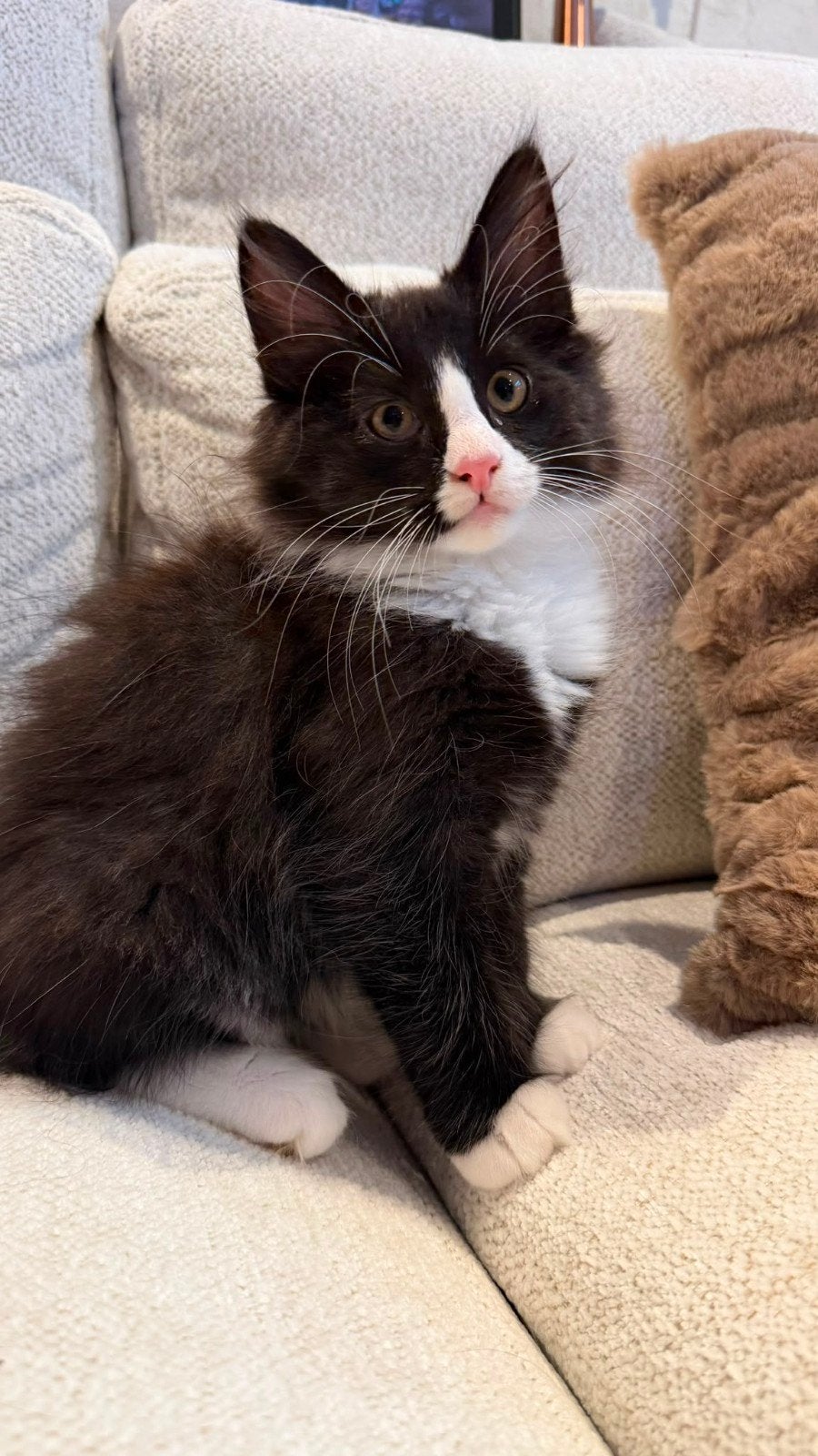 2 katers, Kater, Langharig, 0 tot 2 jaar
