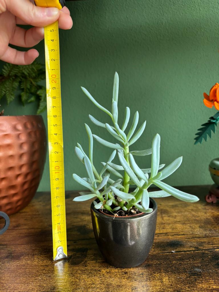 Senecio Serpens mini plantje, Ophalen, Vetplant, Minder dan 100 cm, Volle zon