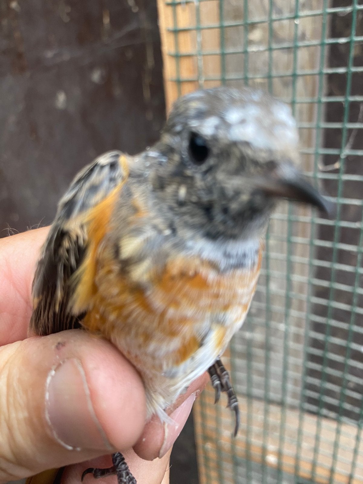 Jonge Gekraagde Roodstaart, Dieren en Toebehoren, Mannelijk, Wildzangvogel, Geringd
