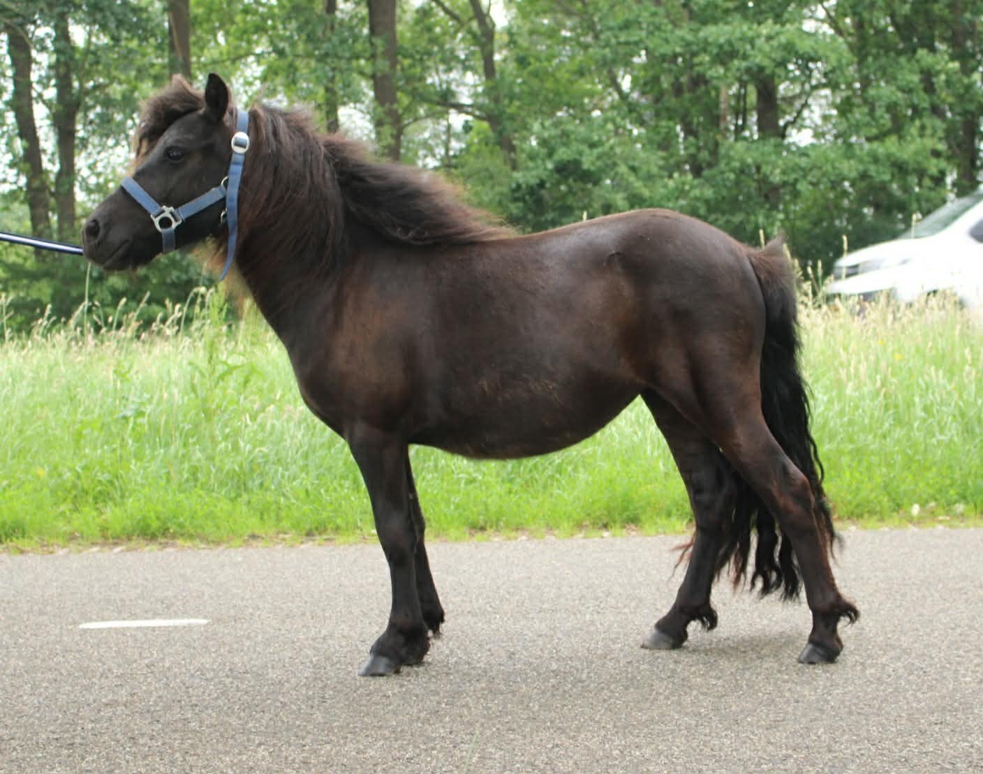 te koop prachtige grote maat zwarte shetlander merrie, Merrie