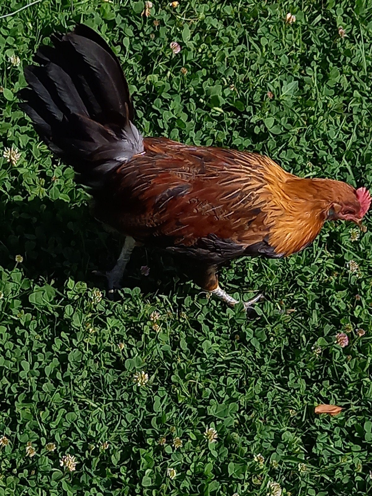 Drentse patrijs haan, Dieren en Toebehoren, Mannelijk, Kip