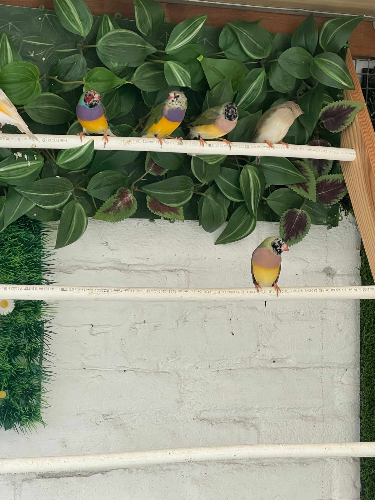 8 Gouldamandines vogels, Meerdere dieren