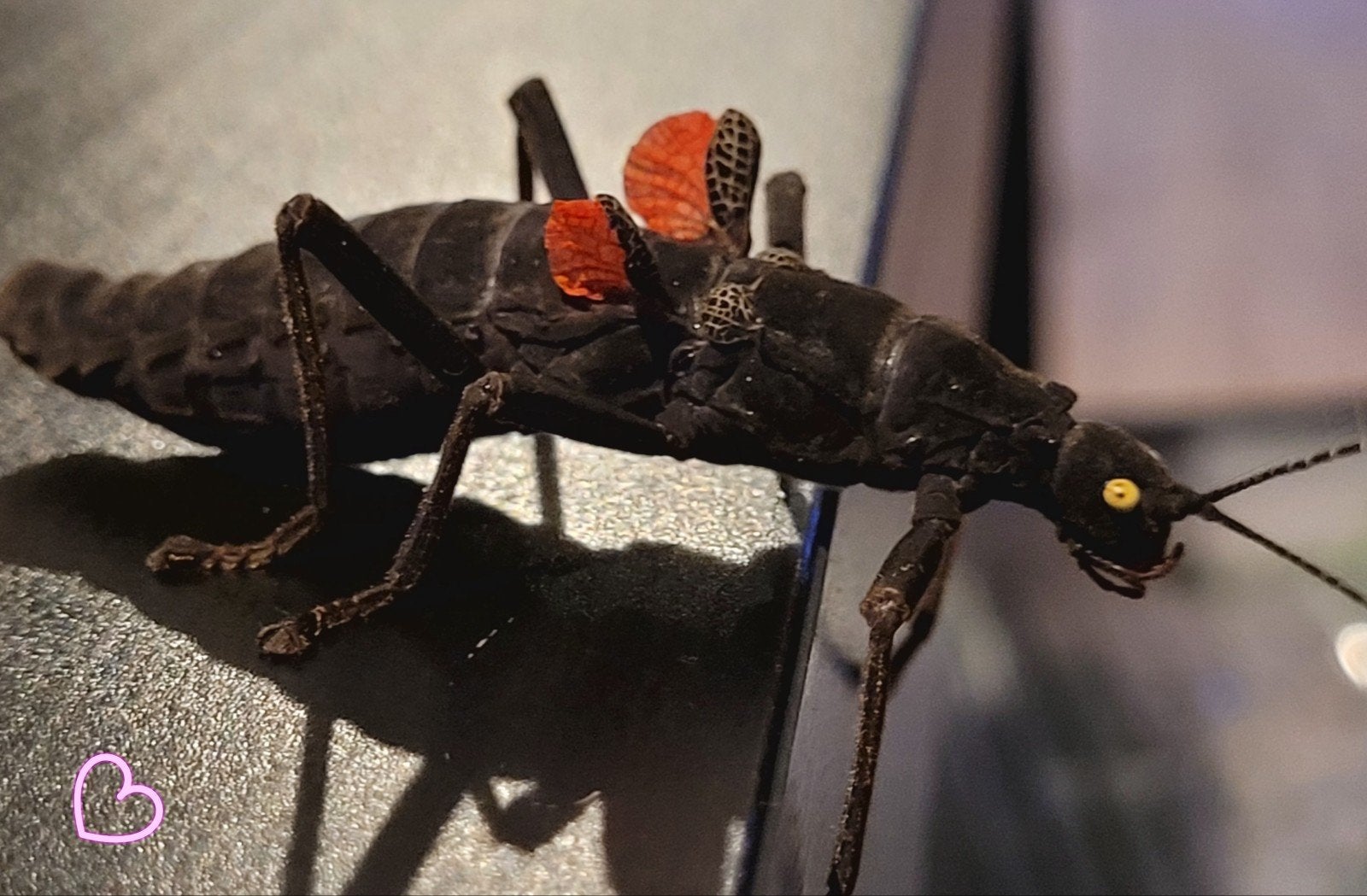 Peruphasma schultei 10v10(black beauties) wandelende takken, Dieren en Toebehoren, Insecten en Spinnen, Wandelende tak