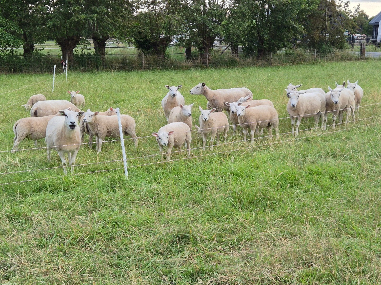 Swifter ooien, Dieren en Toebehoren, Schapen, Geiten en Varkens, Vrouwelijk, Schaap, 0 tot 2 jaar