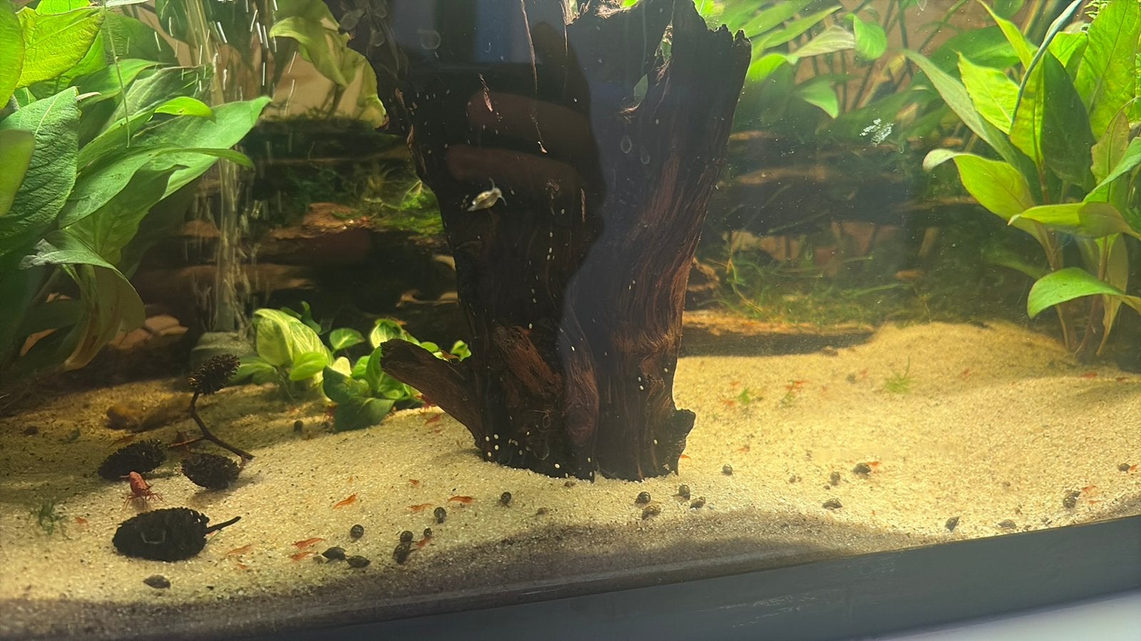 Cherry shrimps, Vis