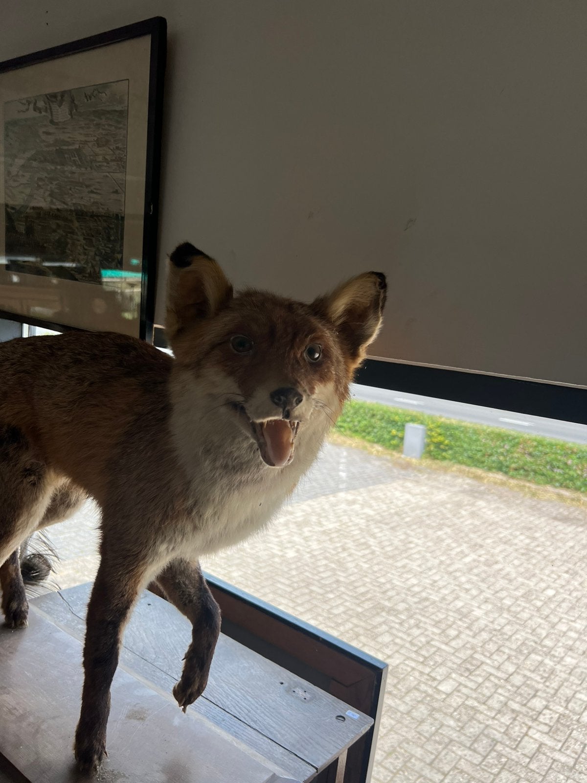 Vos, Ophalen of Verzenden, Gebruikt, Wild dier, Opgezet dier