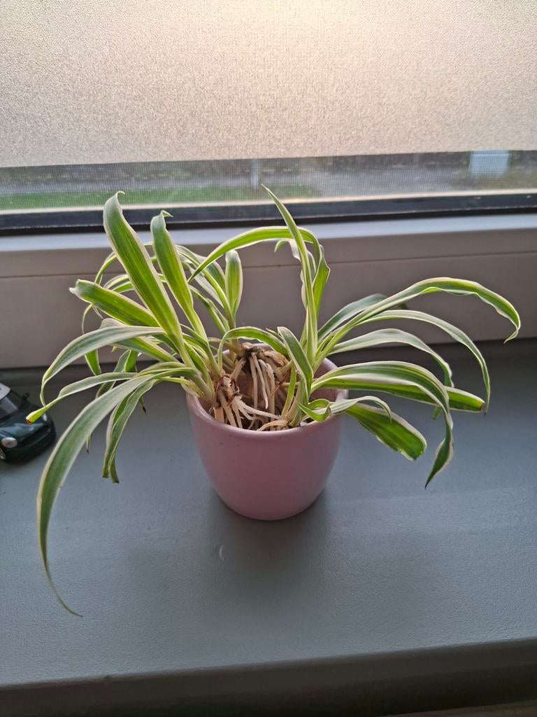 Graslelie stekjes; nog 2 beschikbaar, Groene kamerplant, Ophalen, Halfschaduw, Minder dan 100 cm