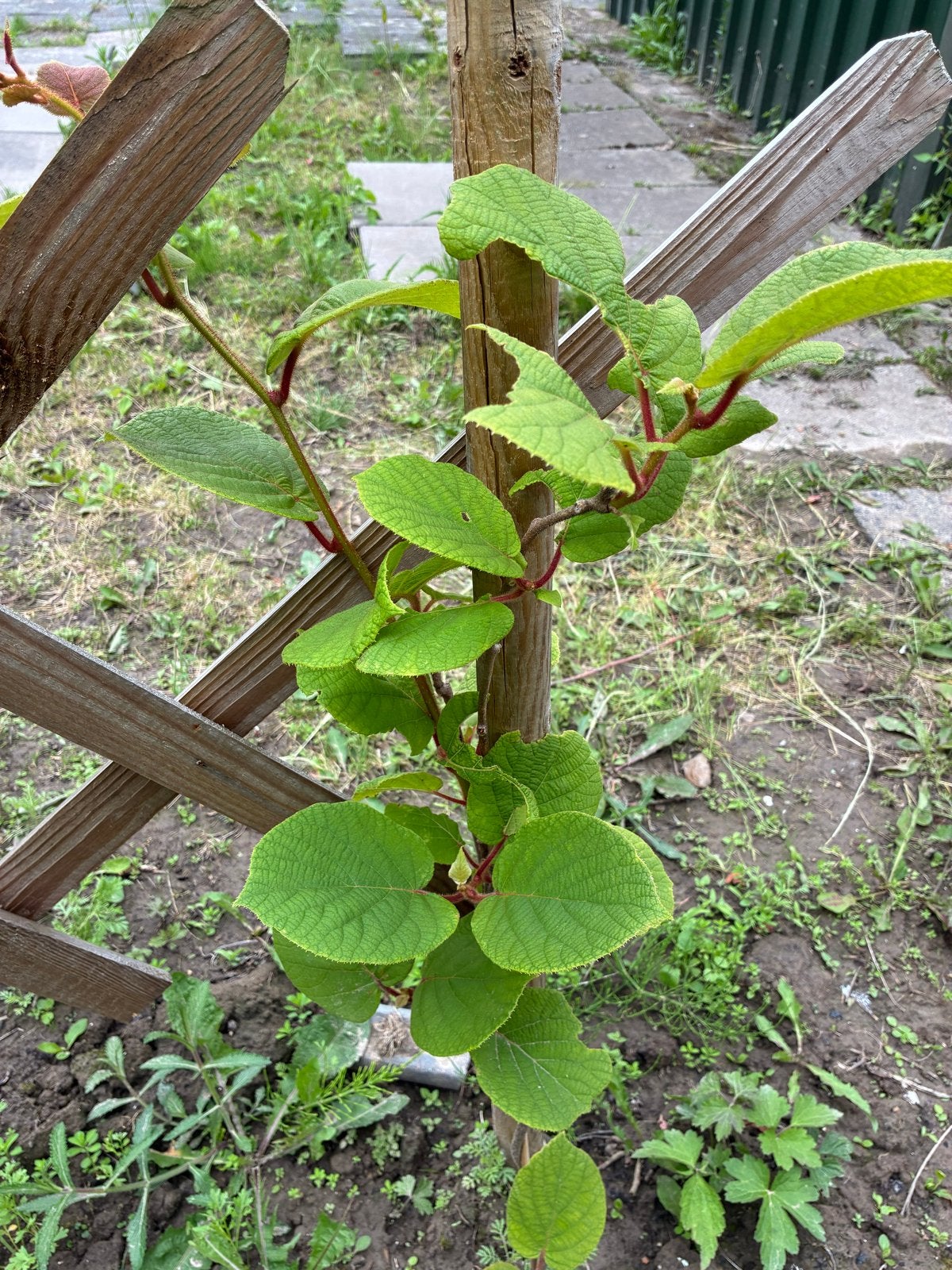 Jonge Kiwiplant (Actinidia deliciosa) - Fruitplant, Ophalen, Volle zon, Vaste plant, Fruitplanten