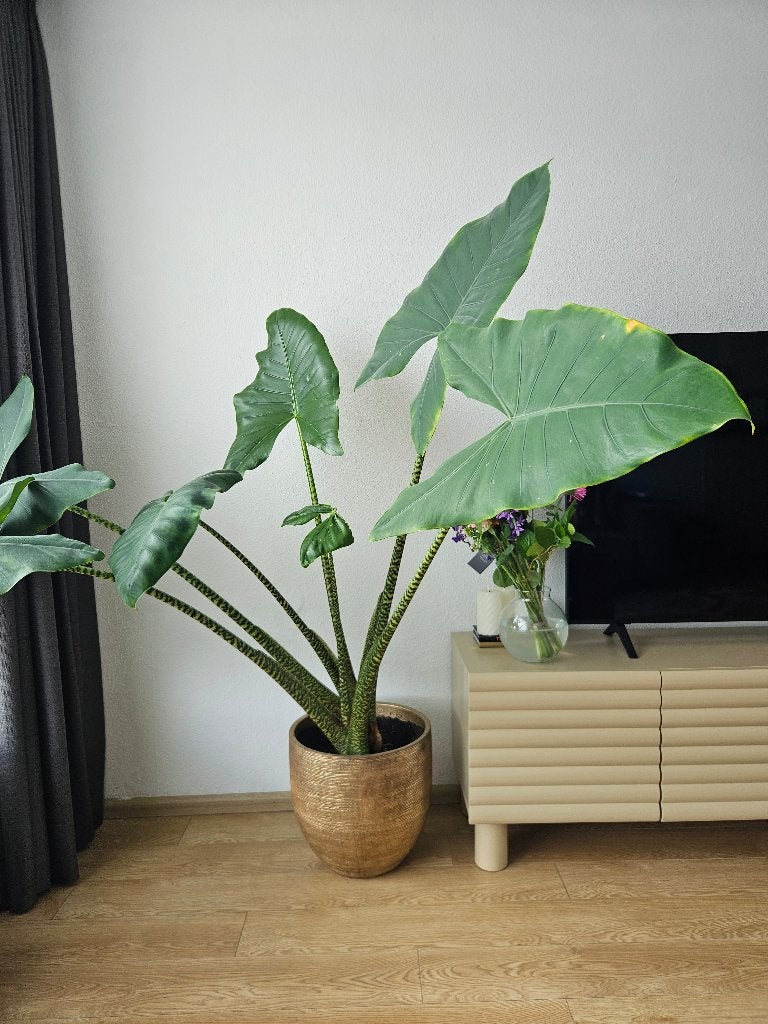 Olifantsoor (Alocasia) , Ophalen, Overige soorten, Halfschaduw, In pot