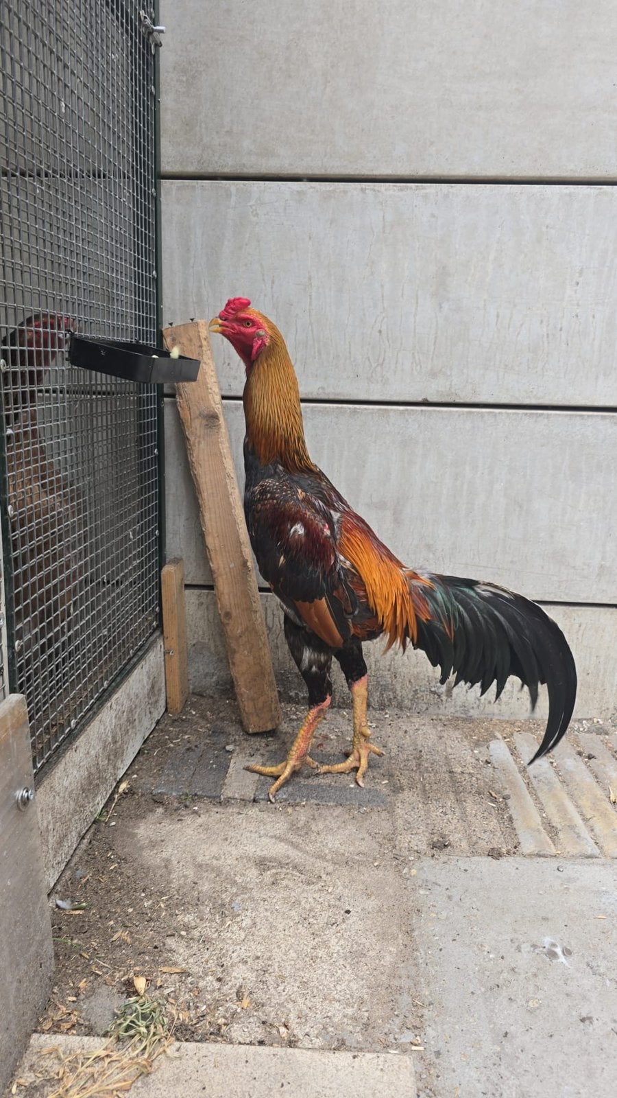 Shamo, Dieren en Toebehoren, Mannelijk, Kip