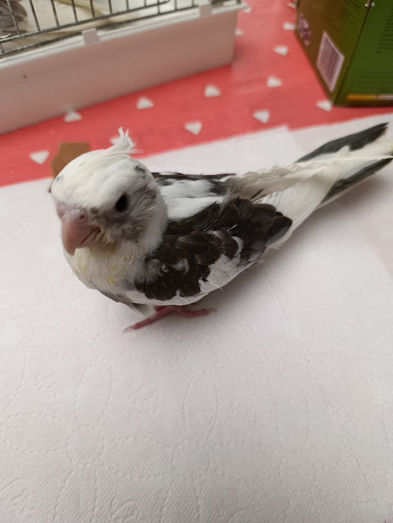 te koop handtamme valkparkieten, Dieren en Toebehoren, Vogels | Parkieten en Papegaaien, Meerdere dieren, Parkiet, Geringd